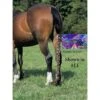 Jammies Three Piece Tail Wrap - Electric Waves -The Horse Essentials 400033 800 800