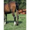 Jammies Three Piece Tail Wrap - Flower Power 2 Jammies Three Piece Tail Wrap - Flower Power -The Horse Essentials 400034 800 800