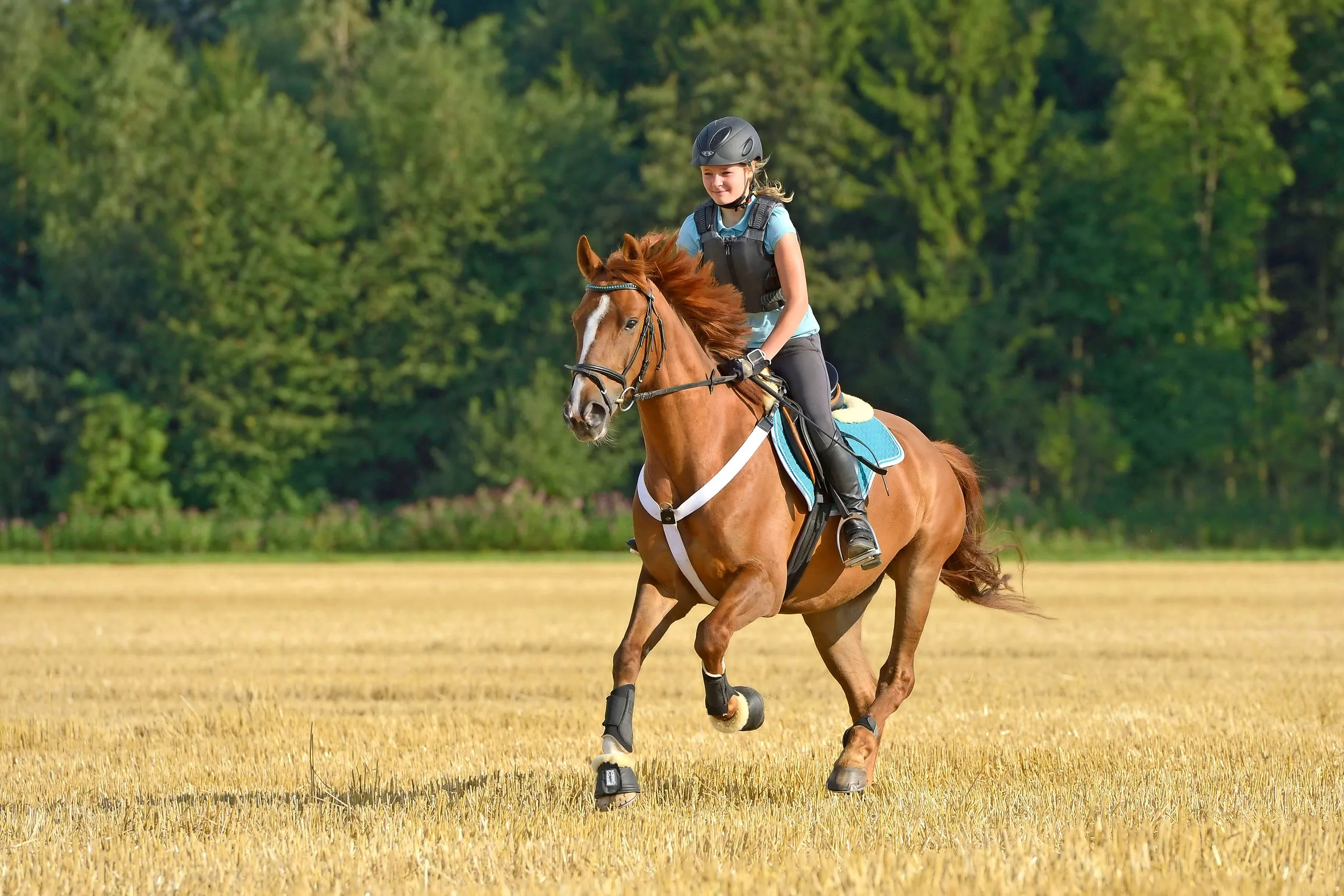 The Horse Essentials -The Horse Essentials DHGRB8