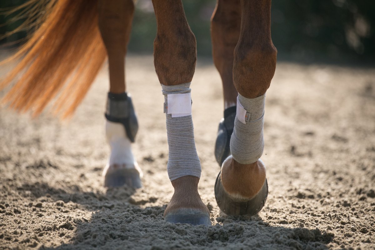 The Horse Essentials -The Horse Essentials incrediwear circulation bandages exercise ridersport 45876763 693b 48ba 8bbc e1b64119235a
